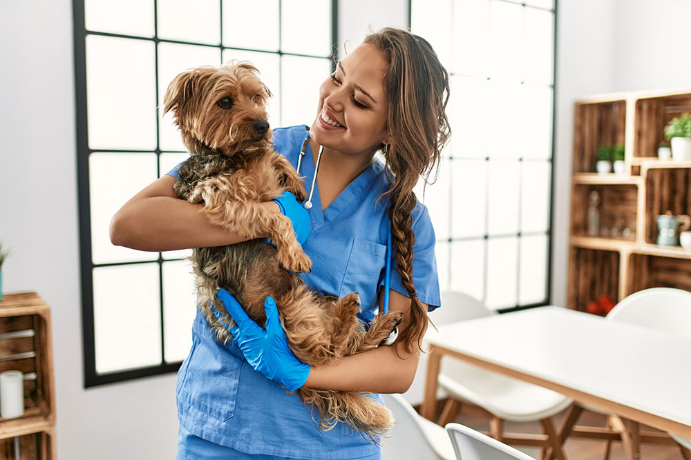 Pas kod Veterinara